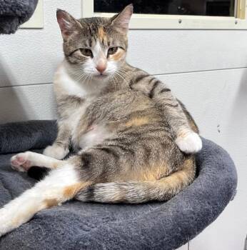 Domestic Short Hair Cats Available for Adoption - Molly | PetCurious