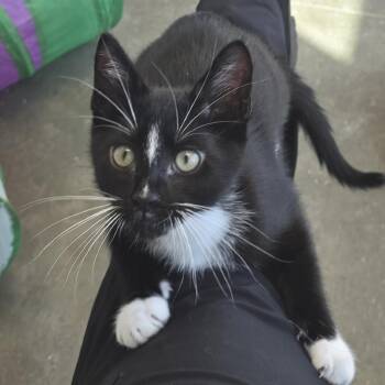 Legend -  Domestic Short Hair Cat for Adoption in Fort Wayne, Indiana - Legend | PetCurious