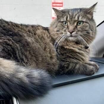 Maine Coon and Domestic Long Hair Cats Available for Adoption in Knoxville, Tennessee - Gus | PetCurious