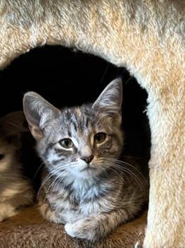 Beignette -  Domestic Short Hair Cat for Adoption in San Jose, California - Beignette | PetCurious