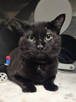 Domestic Short Hair Cats Available for Adoption in Clyde, North Carolina - GRISWALD | PetCurious