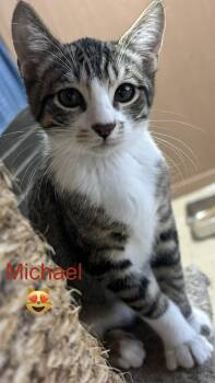 Michael -  Domestic Short Hair Cat for Adoption in Phoenix, Arizona - Michael | PetCurious