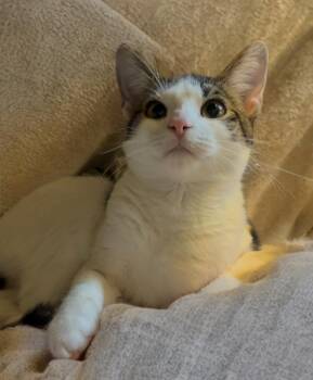 Domestic Short Hair Cats Available for Adoption - Mila | PetCurious
