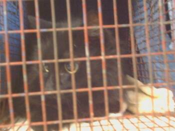 Domestic Short Hair Cats Available for Adoption - A912862 | PetCurious