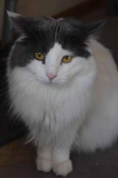 Rescue Domestic Long Hair Cats for Adoption in Blaine, Minnesota - Peach | PetCurious