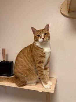 Garfield -  Domestic Short Hair Cat for Adoption in Freeport, New York - Garfield | PetCurious