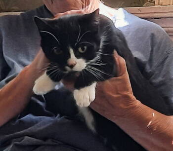 Rescue Tuxedo Cats for Adoption in Mcconnelsville, Ohio - Tina | PetCurious