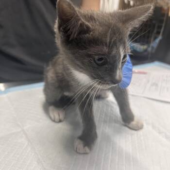 Rocket -  Domestic Short Hair Cat for Adoption in Summerville, South Carolina - Rocket | PetCurious