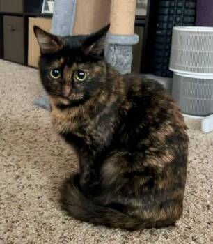 Tortoiseshell and Domestic Short Hair Cats Available for Adoption - Annabelle | PetCurious