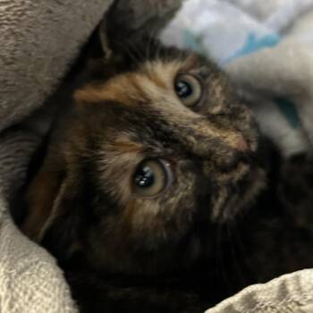 Domestic Short Hair Cats Available for Adoption - Cleo | PetCurious