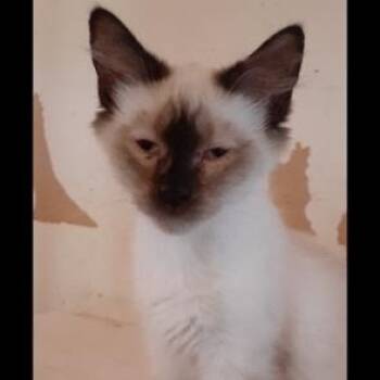 Tequila -  Siamese Cat for Adoption in Richmond, Virginia - Tequila | PetCurious