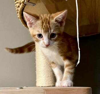 Nutella -  Tabby and Domestic Short Hair Cat for Adoption in Vaughan, Ontario - Nutella | PetCurious