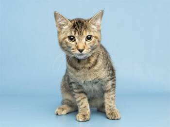 SPIKE -  Domestic Short Hair Cat for Adoption in Phoenix, Arizona - SPIKE | PetCurious