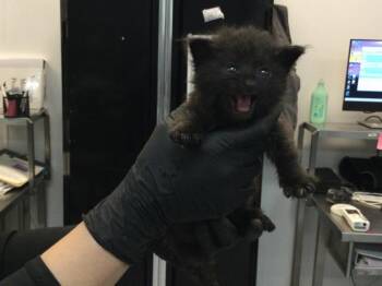 FIGARO -  Domestic Short Hair Cat for Adoption in Thousand Palms, California - FIGARO | PetCurious