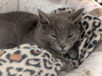 Domestic Short Hair Cats Available for Adoption - Wonderbread | PetCurious