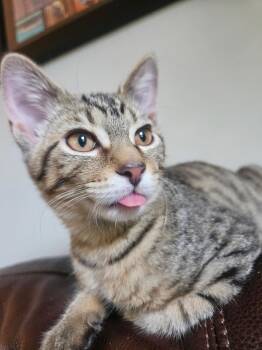 Rescue Domestic Short Hair Cats for Adoption in Mokena, Illinois - Animal Cracker | PetCurious