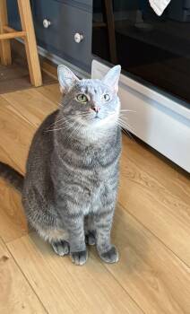 Jake -  Domestic Short Hair Cat for Adoption in Hammond, Indiana - Jake | PetCurious