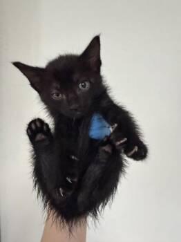 HARPER -  Domestic Short Hair Cat for Adoption in San Bernardino, California - HARPER | PetCurious