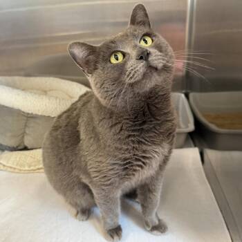 Domestic Short Hair Cats Available for Adoption - Paula | PetCurious