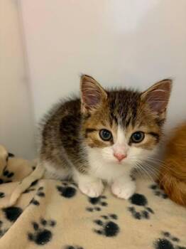 Domestic Short Hair Cats Available for Adoption in Delson, Quebec - Marshall | PetCurious