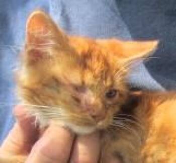 Dolly bonded to Faith -  Maine Coon and Domestic Long Hair Cat for Adoption in Paris, Kentucky - Dolly Bonded To Faith | PetCurious