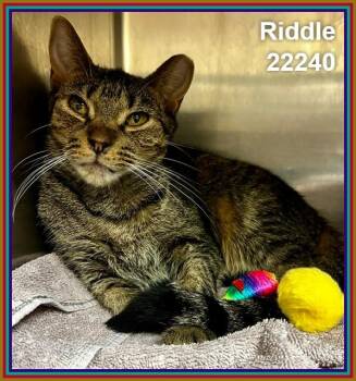 RIDDLE -  Domestic Short Hair and Tabby Cat for Adoption in Marietta, Georgia - RIDDLE | PetCurious