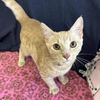 White Lightning -  Domestic Short Hair Cat for Adoption in Hawthorne, California - White Lightning | PetCurious
