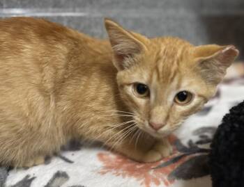 Rescue Domestic Short Hair Cats for Adoption in Tomah, Wisconsin - Johnny | PetCurious