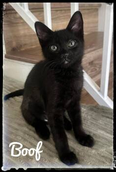 Boof -  Domestic Short Hair Cat for Adoption in El Cajon, California - Boof | PetCurious