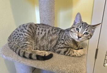 Kanani -  Domestic Short Hair Cat for Adoption in Vancouver, Washington - Kanani | PetCurious