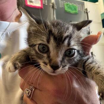 Cupcake -  Domestic Short Hair Cat Available for Adoption in Lake Jackson, Texas - Cupcake | PetCurious