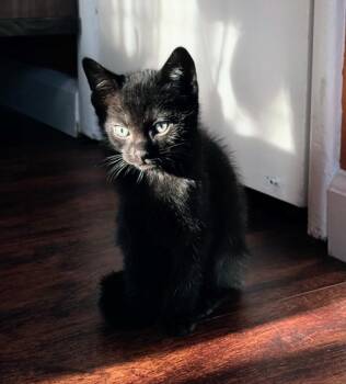 Domestic Short Hair Cats Available for Adoption in Burbank, California - ASPARAGUS | PetCurious