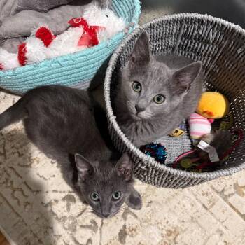 Raisin -  Domestic Short Hair Cat for Adoption in South Burlington, Vermont - Raisin | PetCurious