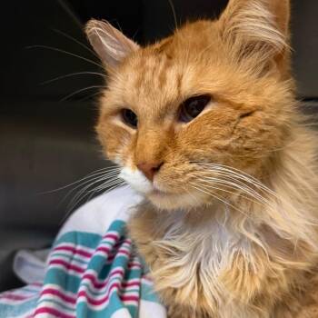 Pinky -  Domestic Long Hair Cat for Adoption in Brighton, Missouri - Pinky | PetCurious
