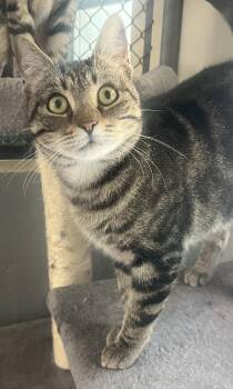 Pebbles -  Domestic Short Hair and Tabby Cat for Adoption in Mendham, New Jersey - Pebbles | PetCurious