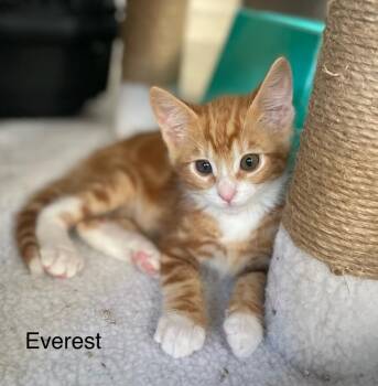 Everest -  Domestic Short Hair Cat for Adoption in Riverside, California - Everest | PetCurious