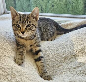 26-37 Kurt -  Domestic Short Hair Cat for Adoption in St. Helens, Oregon - 26-37 Kurt | PetCurious