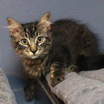 Paul -  Domestic Medium Hair Cat for Adoption in Lakeland, Florida - Paul | PetCurious