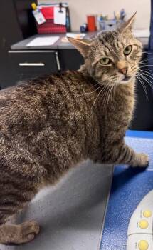 Smiley -  Domestic Short Hair Cat for Adoption in Yankton, South Dakota - Smiley | PetCurious