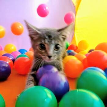 Kindred -  Tabby Cat for Adoption in Maple Shade, New Jersey - Kindred | PetCurious