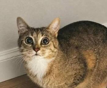 Alice -  Domestic Short Hair Cat for Adoption in Yellowknife, Northwest Territories - Alice | PetCurious