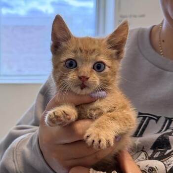 Dax -  Domestic Short Hair Cat for Adoption in Rifle, Colorado - Dax | PetCurious