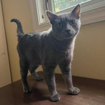 Smokey -  American Shorthair Cat Available for Adoption - Smokey | PetCurious