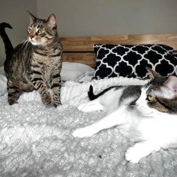 Teddy -  American Shorthair Cat for Adoption in South Elgin, Illinois - Teddy | PetCurious