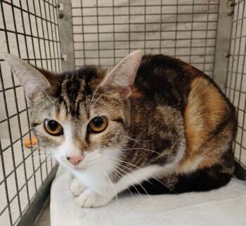 Joselynn -  Domestic Short Hair Cat for Adoption in Clarksville, Tennessee - Joselynn | PetCurious