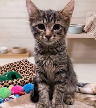 Robert 9544 -  Maine Coon Cat for Adoption in Boca Raton, Florida - Robert 9544 | PetCurious