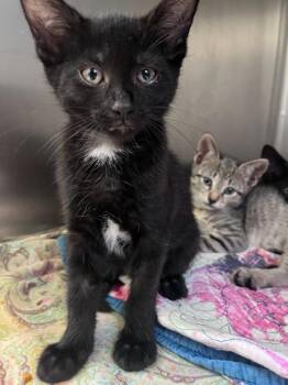 Drizzle -  Domestic Short Hair Cat for Adoption in Pomona, New York - Drizzle | PetCurious