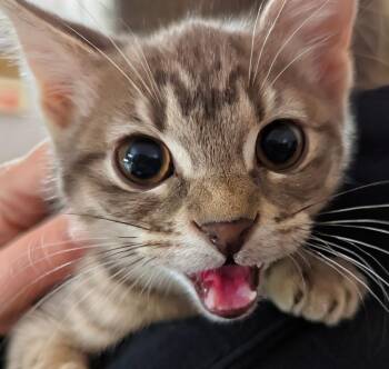 Tabasco -  Domestic Short Hair Cat for Adoption in Lenexa, Kansas - Tabasco | PetCurious