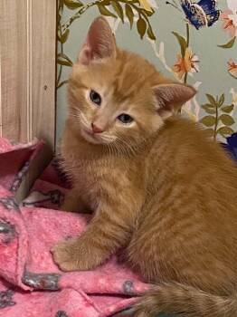 Abielle -  Tabby and Domestic Short Hair Cat for Adoption in Kenosha, Wisconsin - Abielle | PetCurious