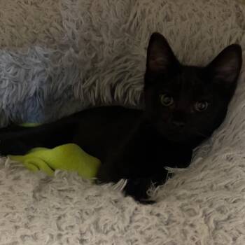 Seb -  Domestic Short Hair Cat for Adoption - Seb | PetCurious